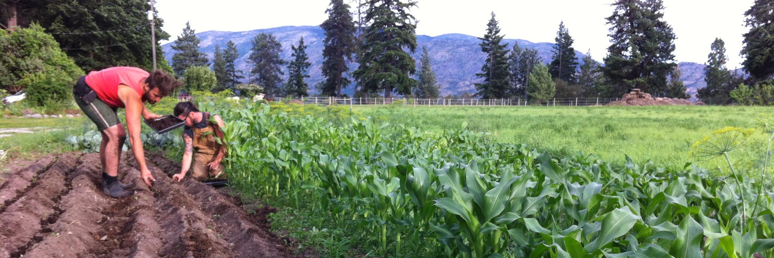 The Ruminant Podcast banner