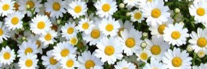 nesrin_asya's profile banner image