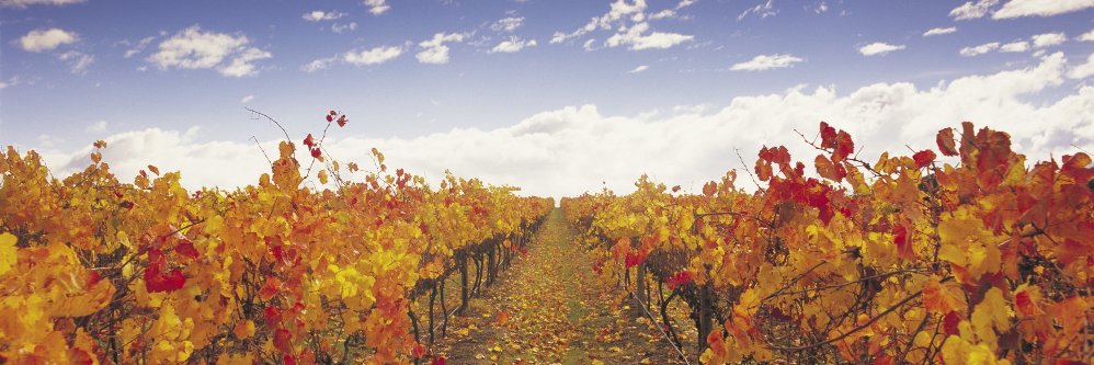 GoToMelbourne's profile banner image