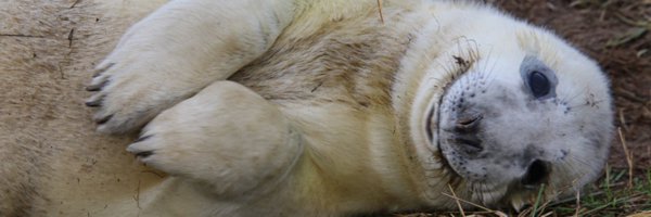 AEBrid556 Profile Banner