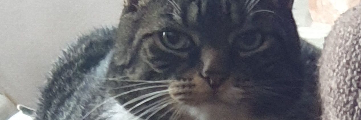 Ronald_dance's profile banner image