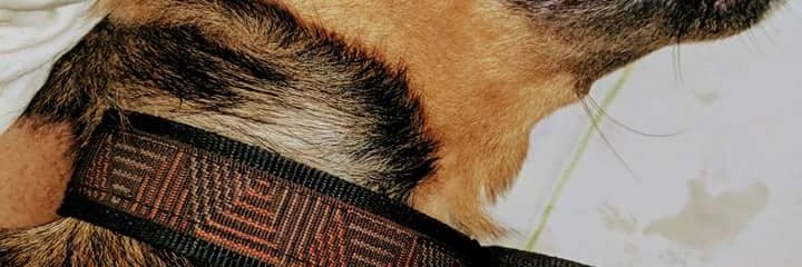 obormilek's profile banner image