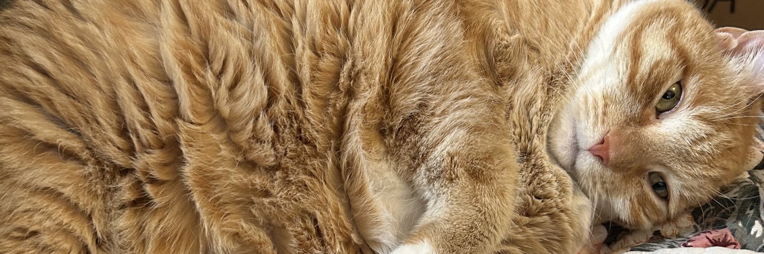 schoffinator's profile banner image