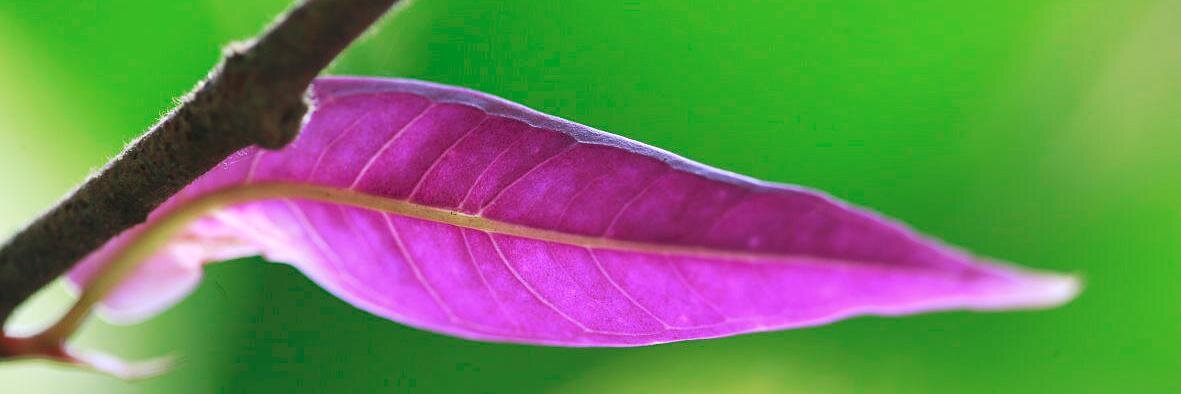 Clément Chenost banner