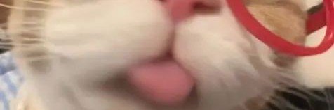 Orange 🐱 banner