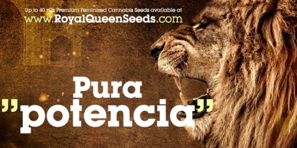 RoyalQueenSeed's profile banner image