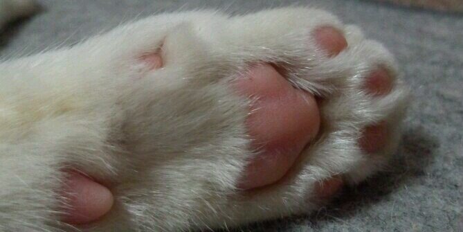 oimo_cat's profile banner image