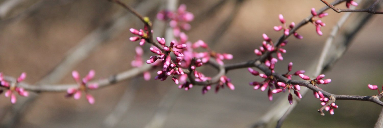 Shannon_Lanus's profile banner image
