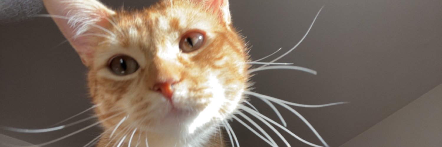 ombelineschz's profile banner image