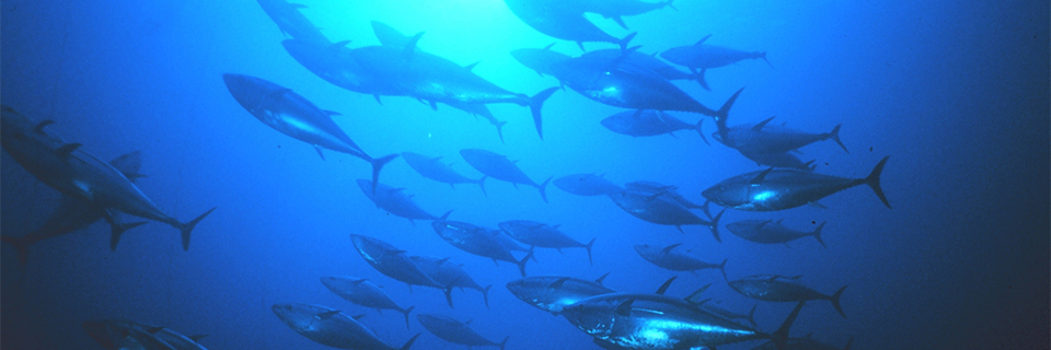 California Sea Grant banner
