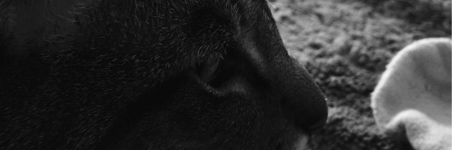 Colin_Schnauzer's profile banner image