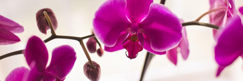 AsianAmericanCenter banner