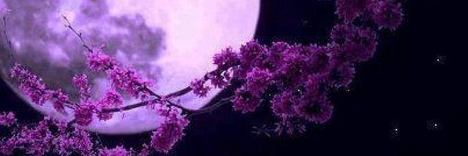 KerriTao's profile banner image