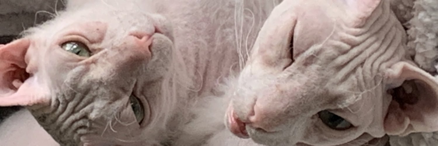 MOKASAUR's profile banner image