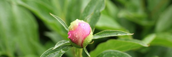 NHStewards Profile Banner