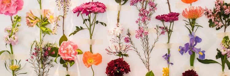 marperlia's profile banner image
