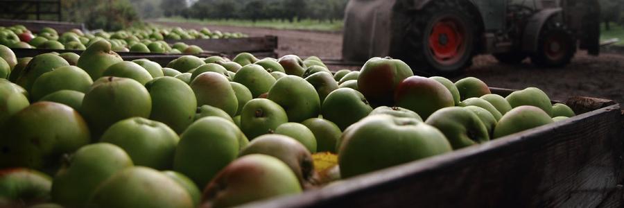 Dan Kelly's Cider banner