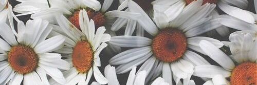 zoeecastro_'s profile banner image