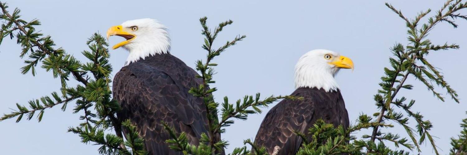 SquirrelWatchin's profile banner image