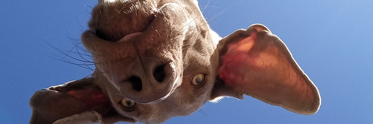 f___Alba's profile banner image