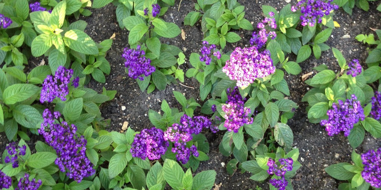 Angela Bunkowsky banner