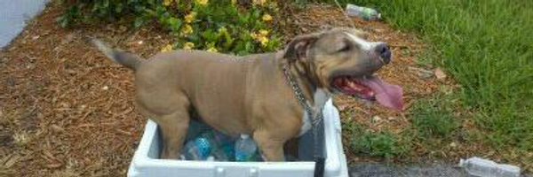 PITBULL95 Profile Banner