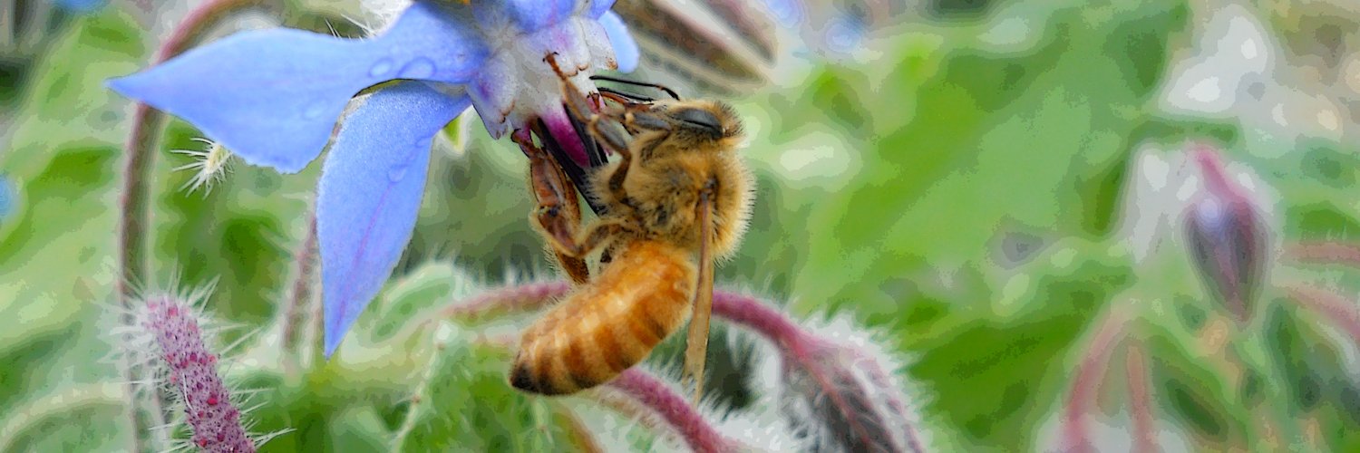 OccupyGarden's profile banner image