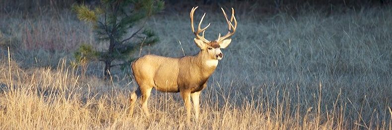 MuleyBum's profile banner image