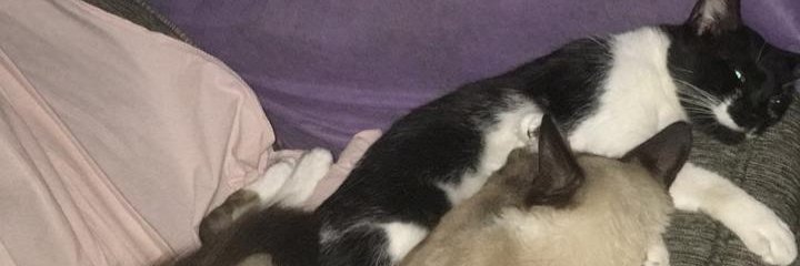 erick capelli banner