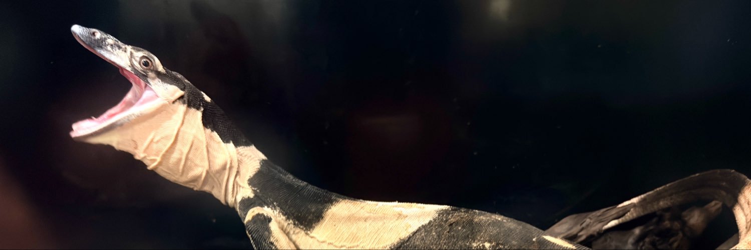 WorldfishBigin's profile banner image