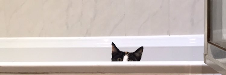 AnisaEasterbroo's profile banner image