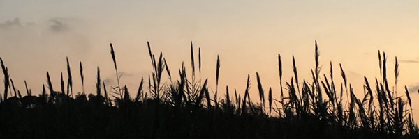 AnselElgort Profile Banner