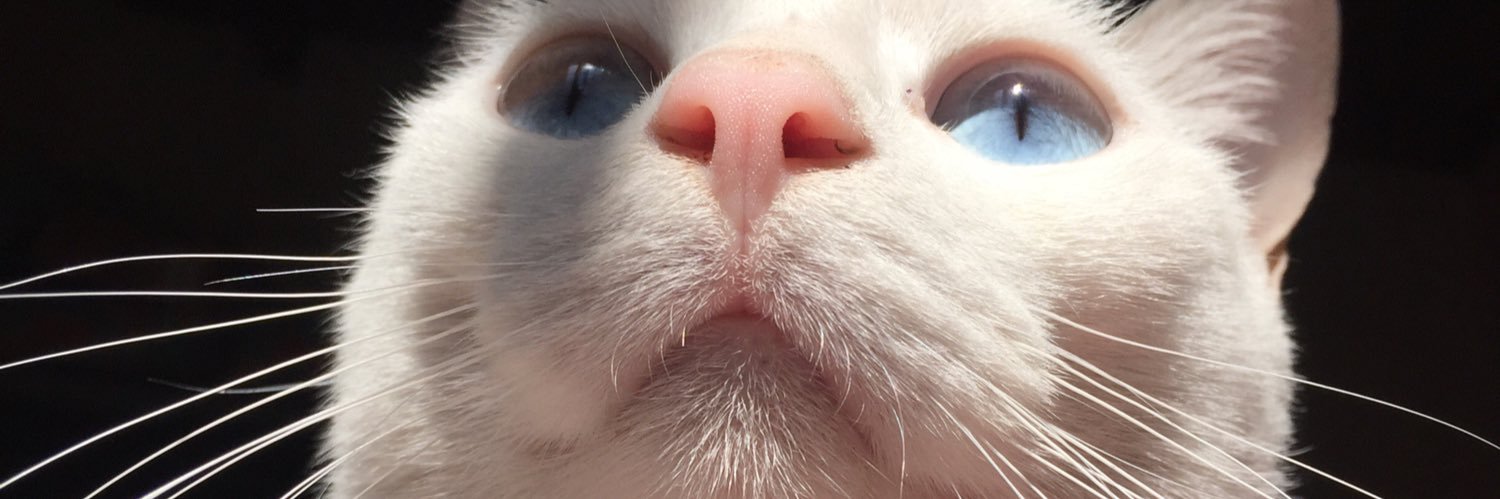 CamiFramarini's profile banner image