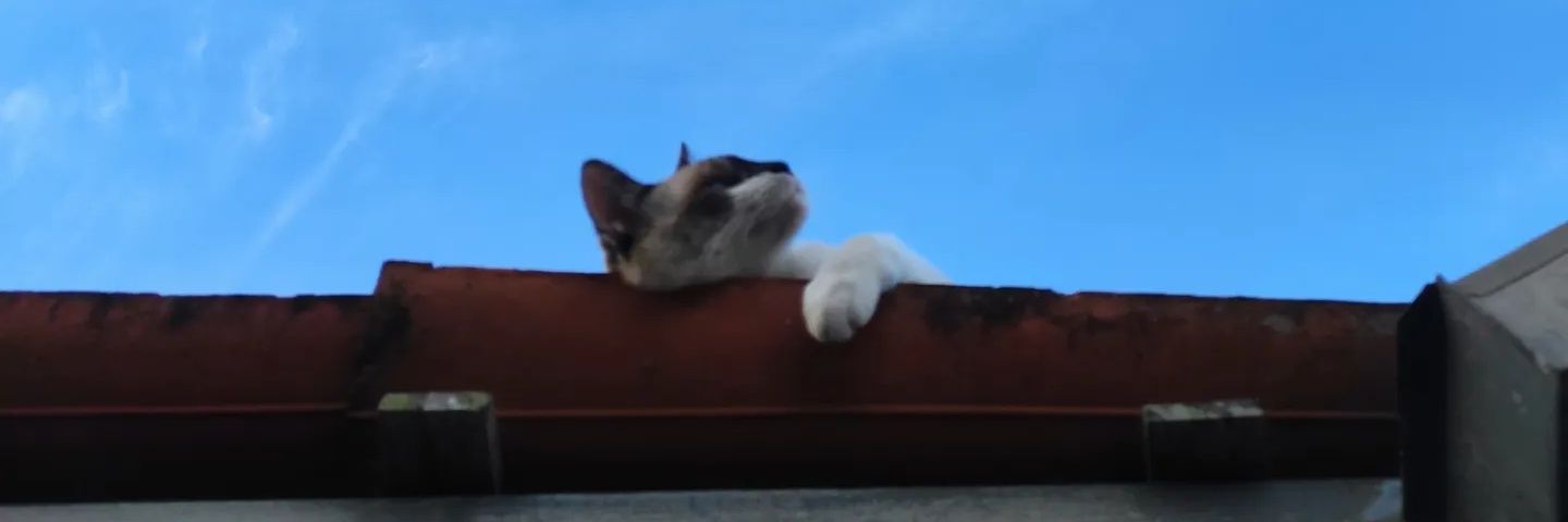 annesotropia's profile banner image