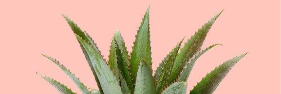 sheldolajak's profile banner image