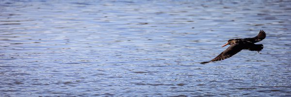 grenow Profile Banner