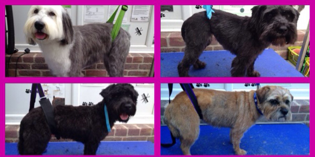 Woofy_tails's profile banner image