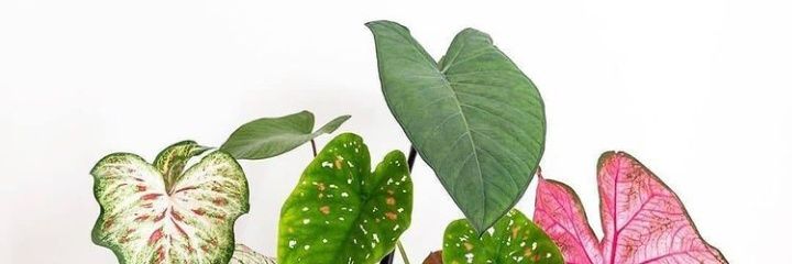 destyaed's profile banner image