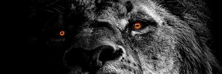 noliesaccepted's profile banner image