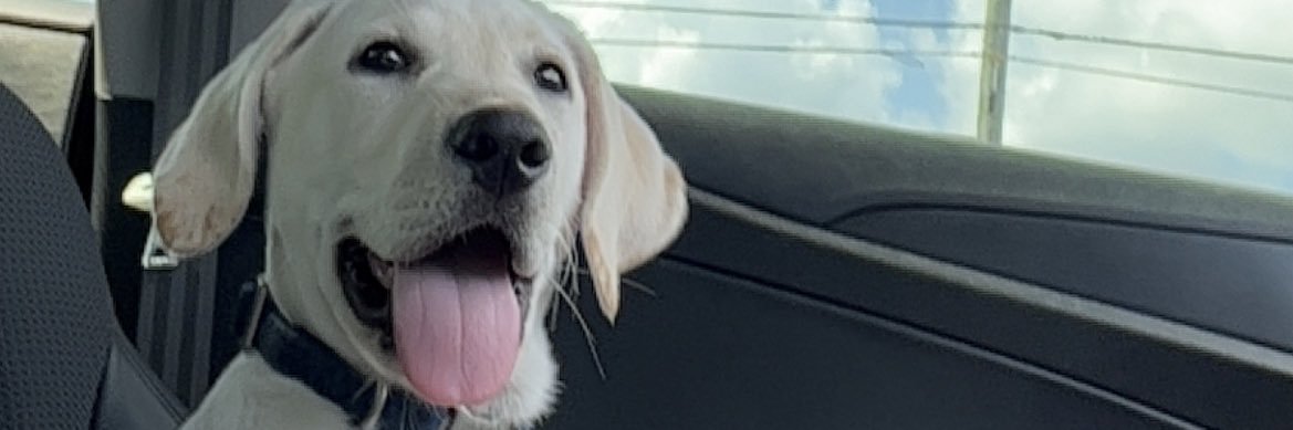 deannchaa's profile banner image