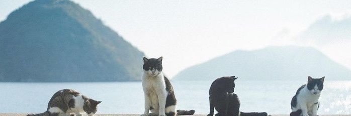 TopicsSui's profile banner image