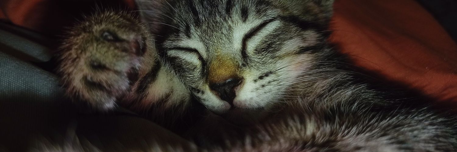 leezaurus's profile banner image