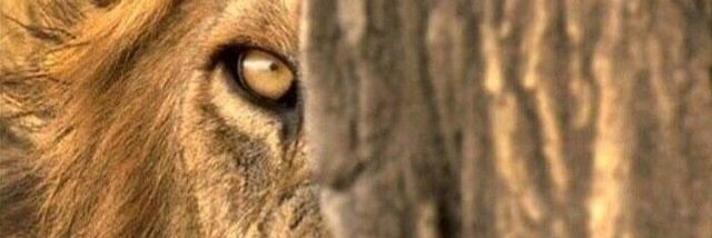 RayshadWithrow's profile banner image