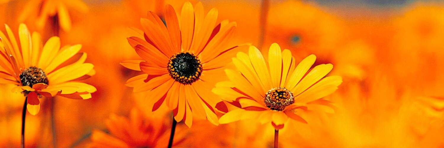 MichelFreron's profile banner image