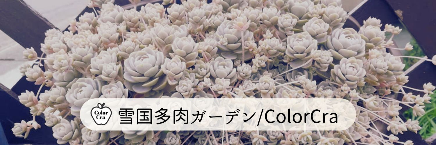 みき姉🧙‍♀️雪国多肉ガーデン/Color Cra/🌵多肉とねぶた banner
