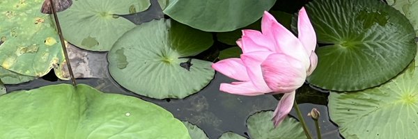 sy4heera Profile Banner