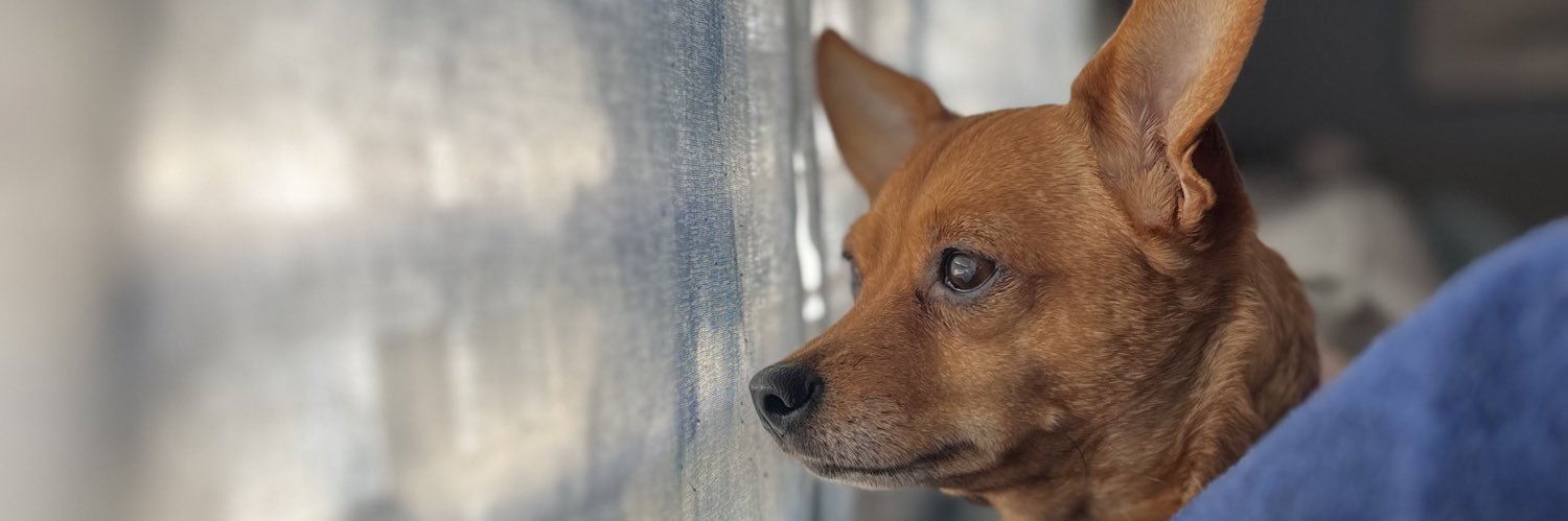 thickchez's profile banner image