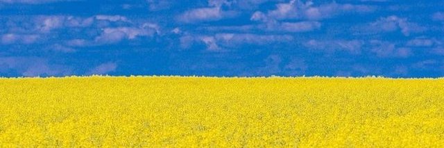 Raven banner