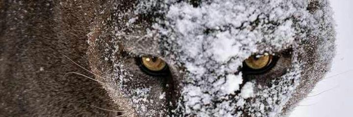 _kentAlpha's profile banner image
