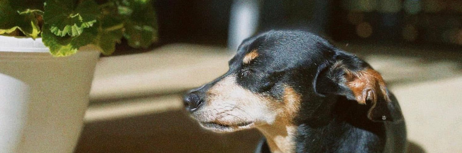 ᥊ꪑꪊꪻꫀᛕꫀꪗ banner